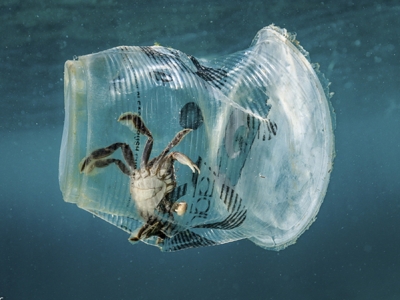 海洋塑膠污染影響有多大？